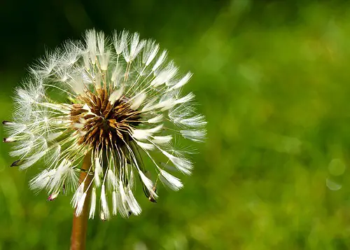 Dandilion Image